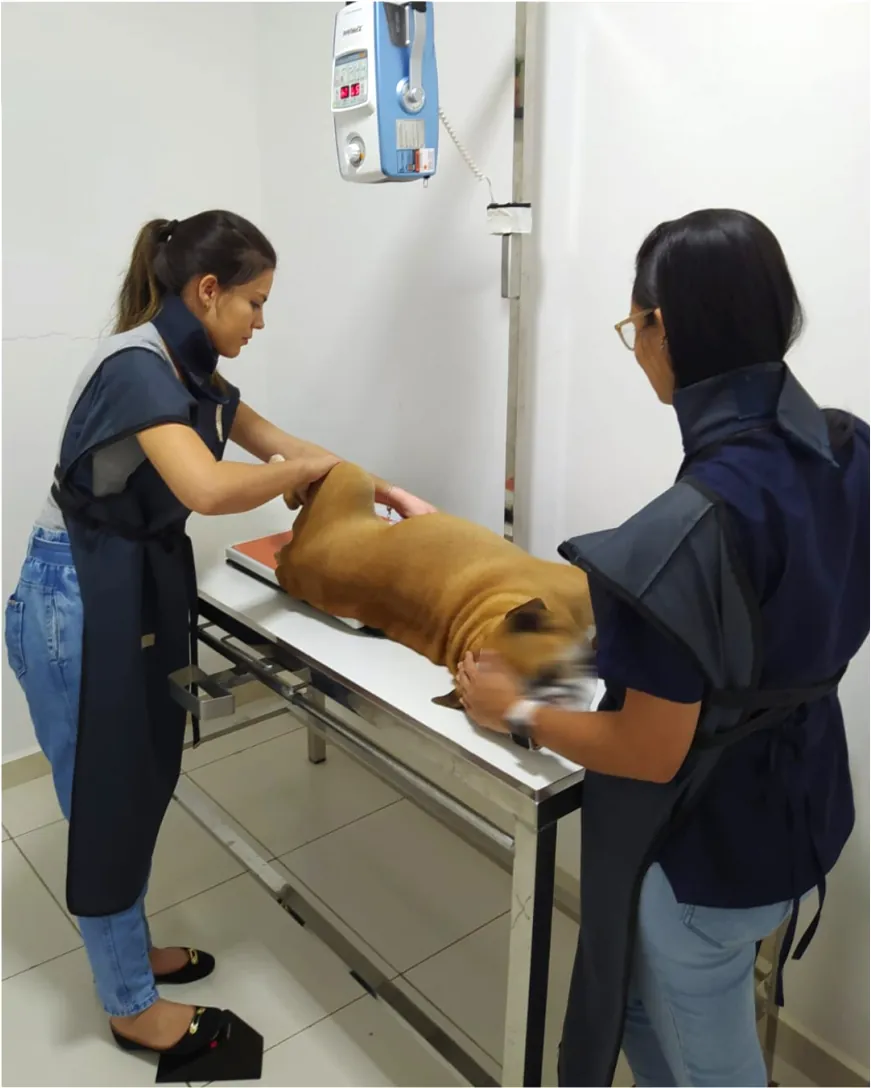 Exame radiográfico em cão
