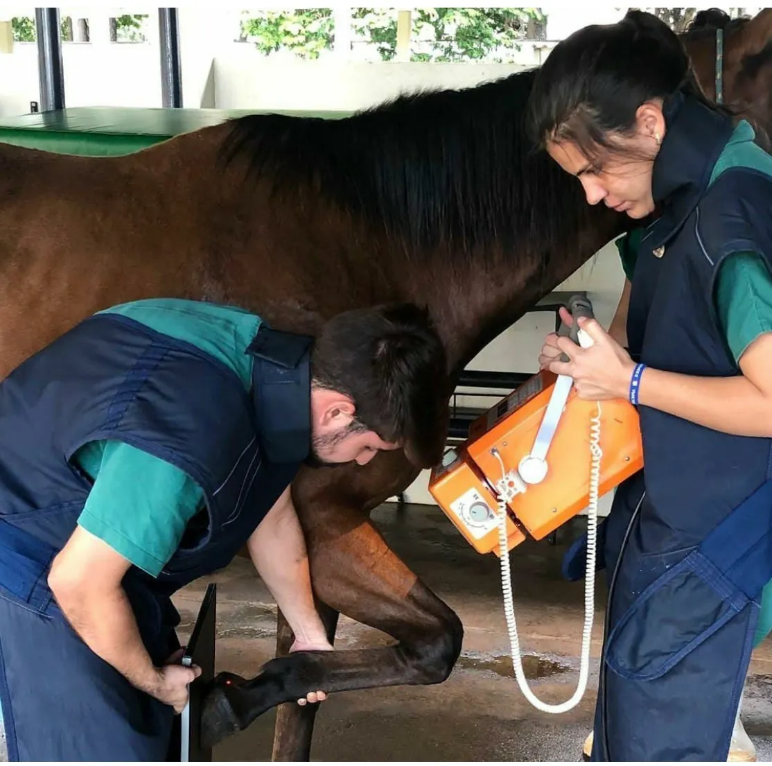 Raio-x veterinário em cavalo, atendimento volante