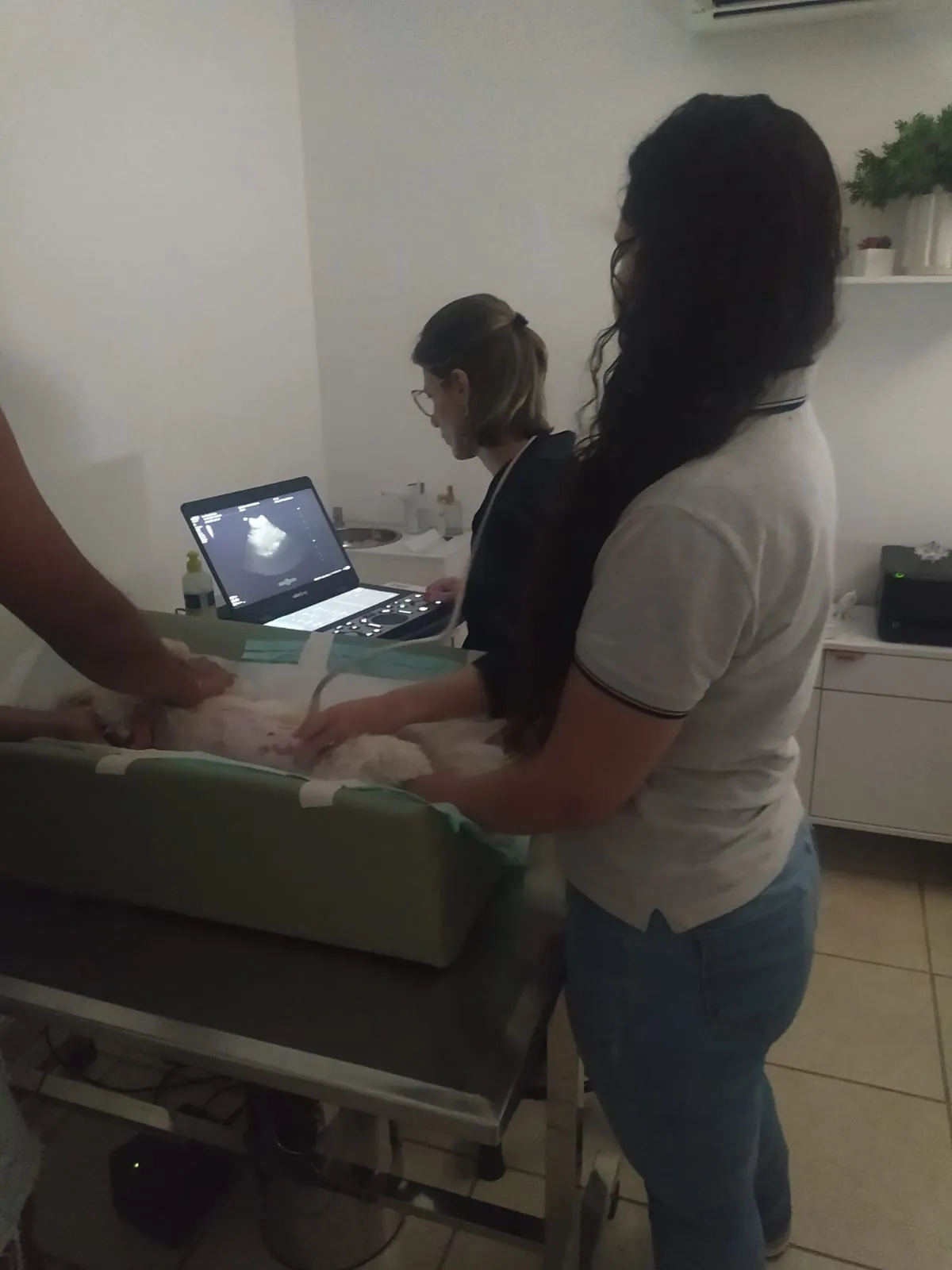 Ultrassom veterinário em Uberlândia