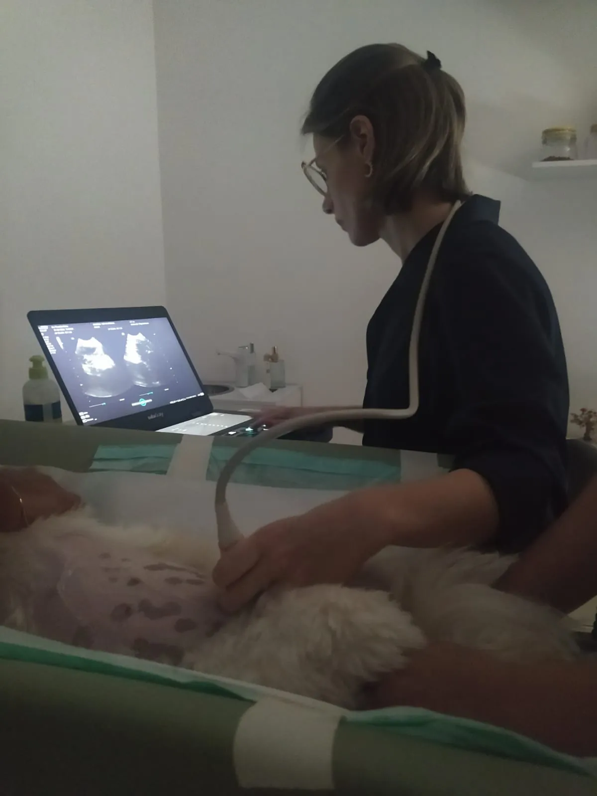 Exame de ultrassom em cão